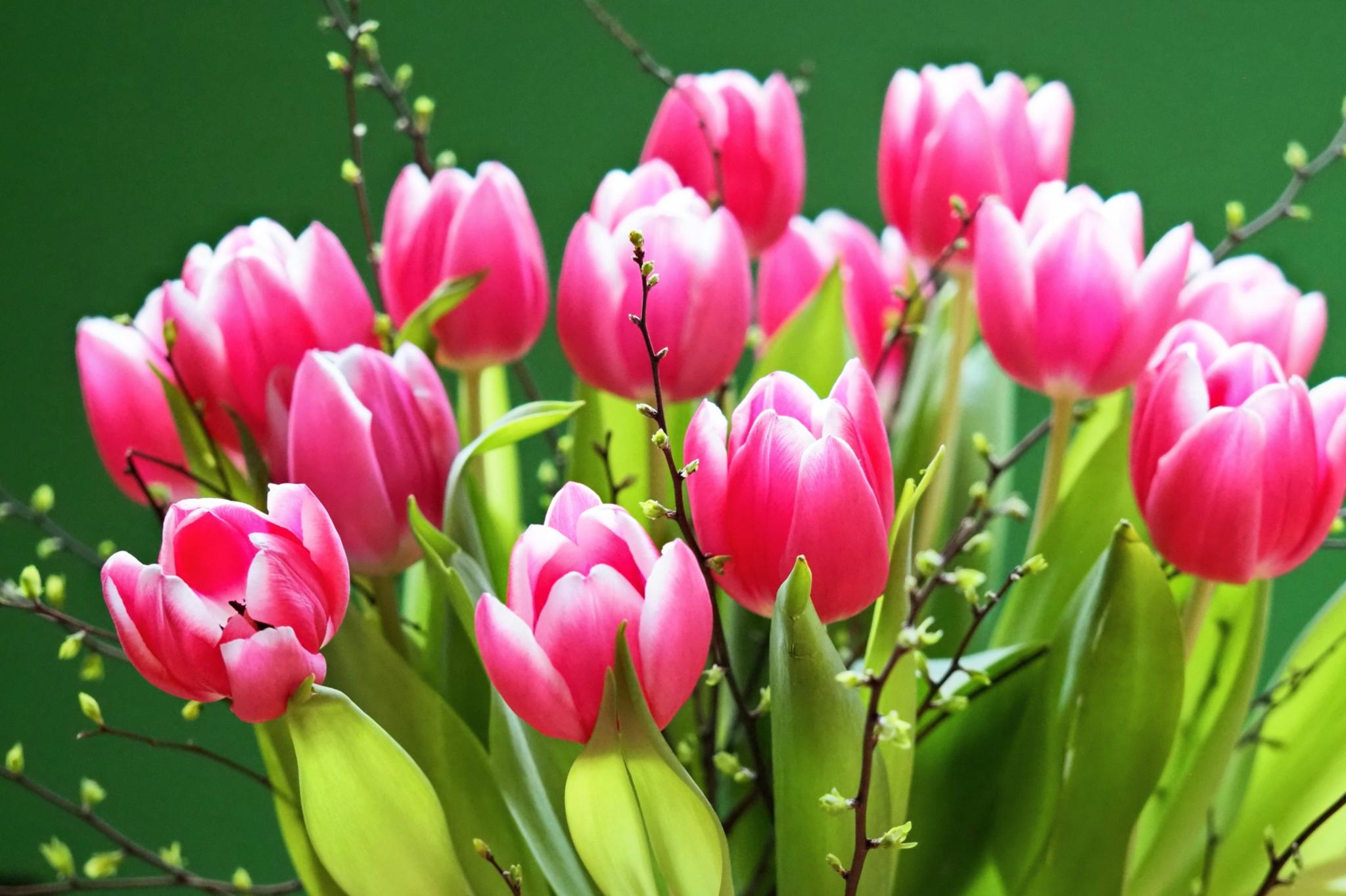tulips-8600724_by_Ralf1403_pixabay_pbs